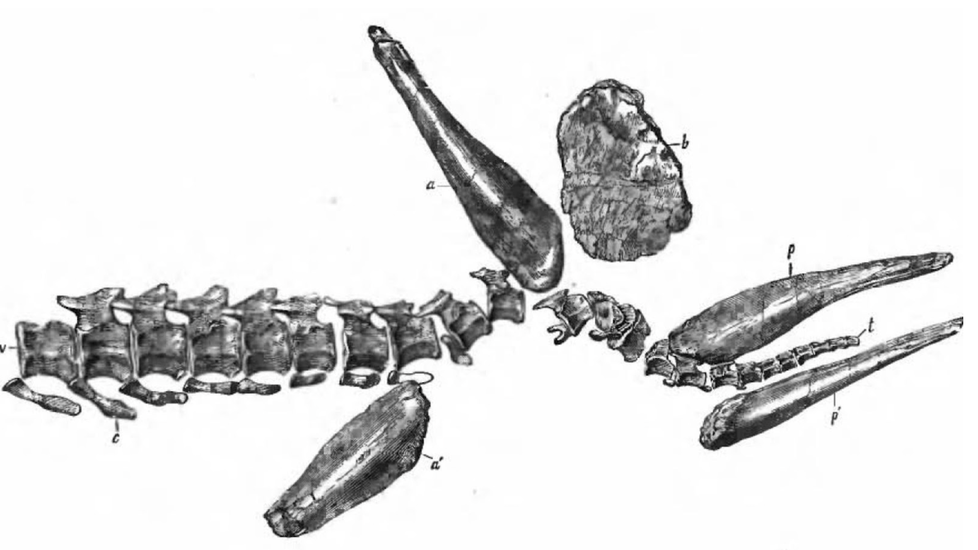A black and white illustration of various disarticulated dinosaur or reptile bones